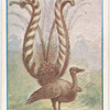 Lyre bird.