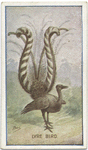 Lyre bird.