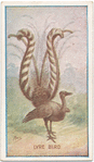Lyre bird.