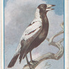 Magpie.
