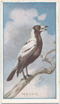 Magpie.