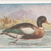 Mountain duck.