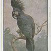 Palm cockatoo.