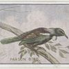 Parson bird.