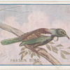 Parson bird.