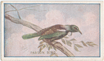 Parson bird.
