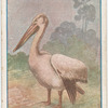 Pelican.