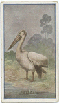 Pelican.