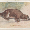 Platypus.