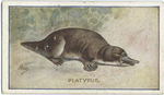 Platypus.