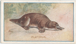 Platypus.