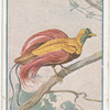Red bird of paradise.