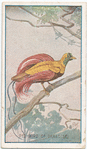 Red bird of paradise.