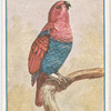 Red-sided Eclectus.