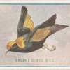 Regent Bower bird.