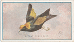Regent Bower bird.