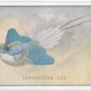 Tanyiptera Dea.