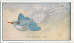 Tanyiptera Dea.