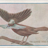 The Superb bird of paradise.