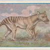 Tasmanian Wolf.