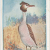 Tippet Grebe.