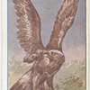 Wedge-tailed Eagle.