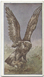 Wedge-tailed Eagle.