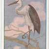 White-necked Heron.