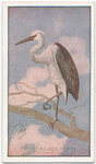White-necked Heron.
