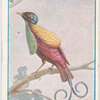 Wilson's bird of paradise.