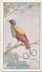 Wilson's bird of paradise.