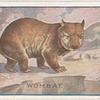Wombat.