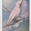 Yellow Crested Cockatoo.