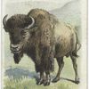 The American Bison.