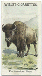 The American Bison.