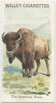 The American Bison.