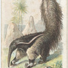The Ant-Eater.