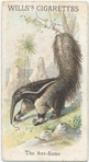 The Ant-Eater.
