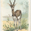 The Antelope.