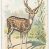 The Axis Deer.