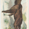 The Bear.