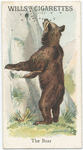 The Bear.