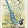 The Blue Magpie.