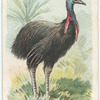 The Cassowary.
