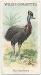 The Cassowary.