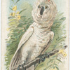 The Cockatoo.