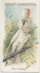 The Cockatoo.