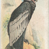 The Condor.