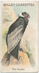 The Condor.
