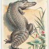 The Crocodile.